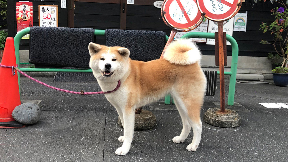 秋田犬ののが誘う神田まち散歩1 優美堂 秋田犬ののが誘う神田まち散歩1 優美堂