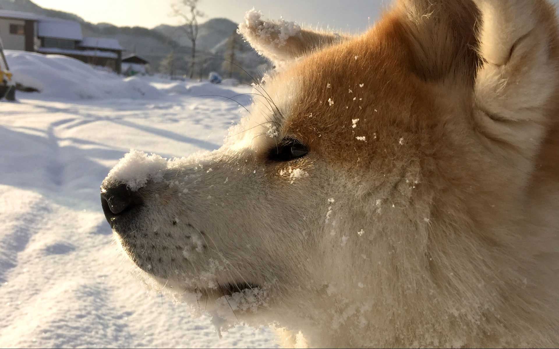 秋田犬のの写真展「こんにちのん！」